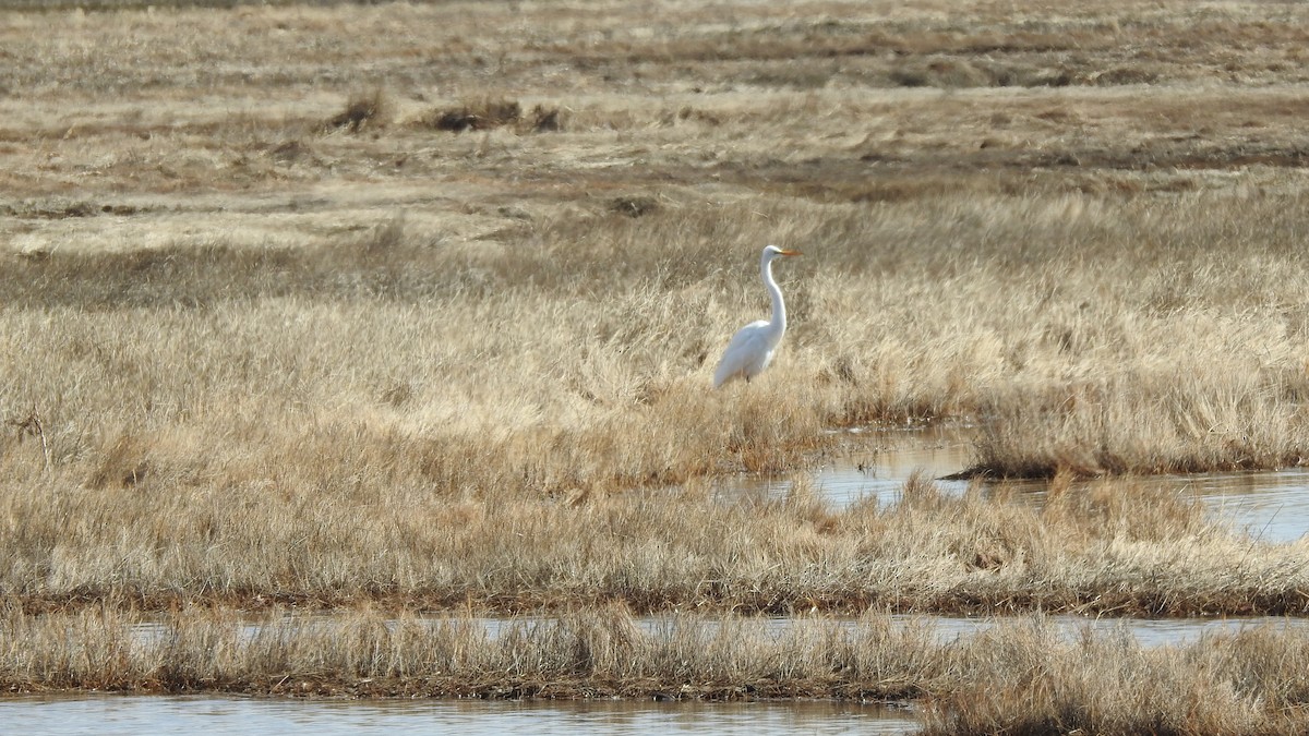 Great Egret - ML616126735