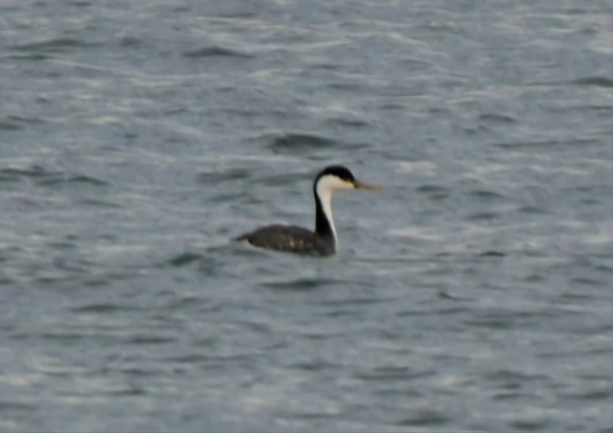 Western Grebe - ML616126750