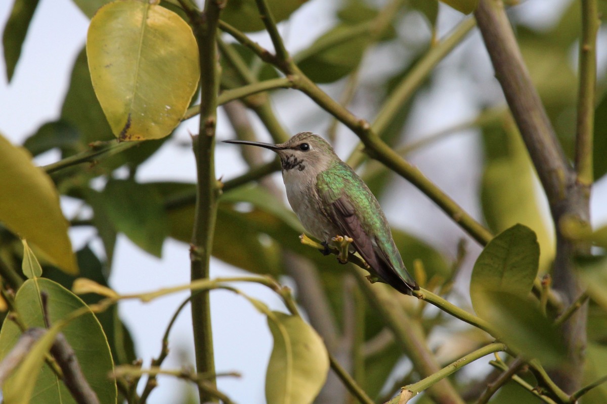 Costa's Hummingbird - ML616126773