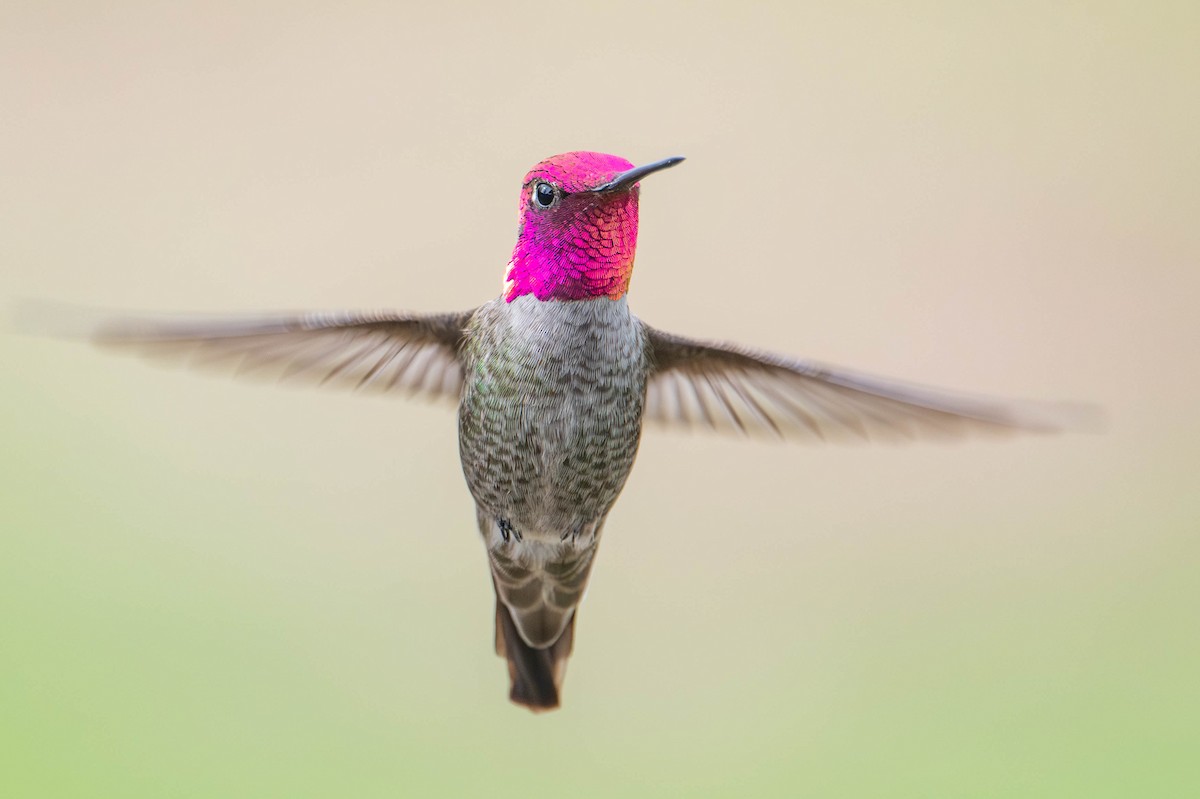 Anna's Hummingbird - Nancy Christensen