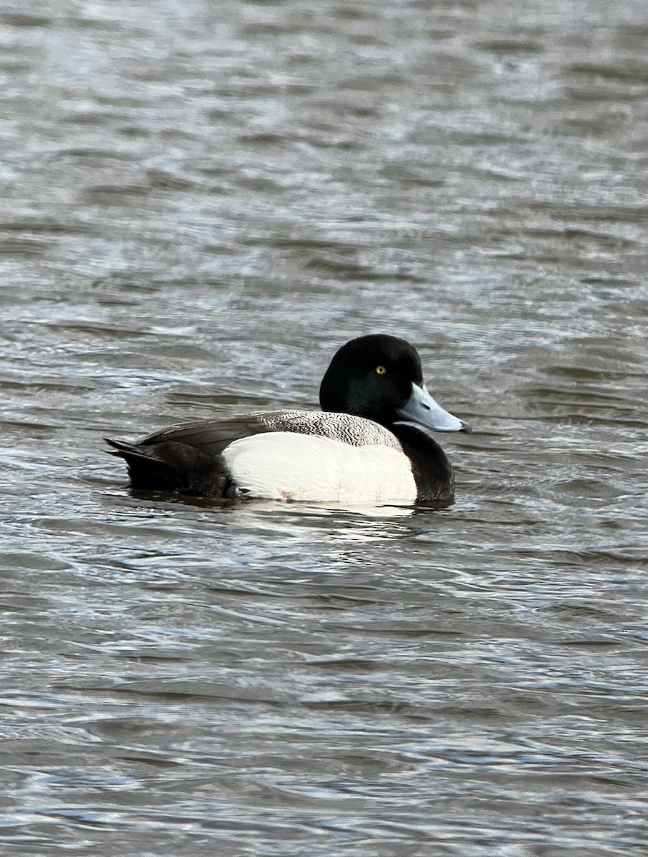 Greater Scaup - ML616126825