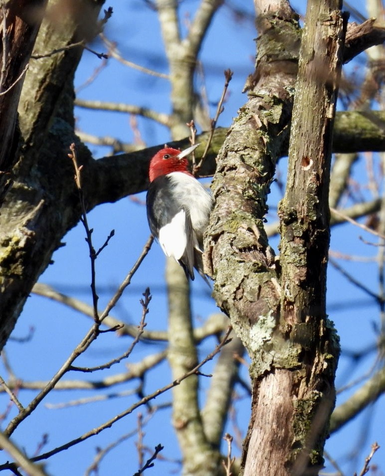 Red-headed Woodpecker - ML616126861