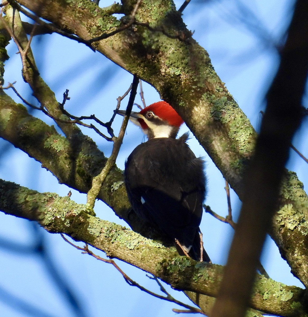 Pileated Woodpecker - ML616126869