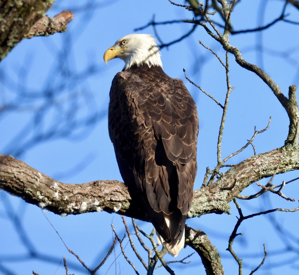 Bald Eagle - ML616126883