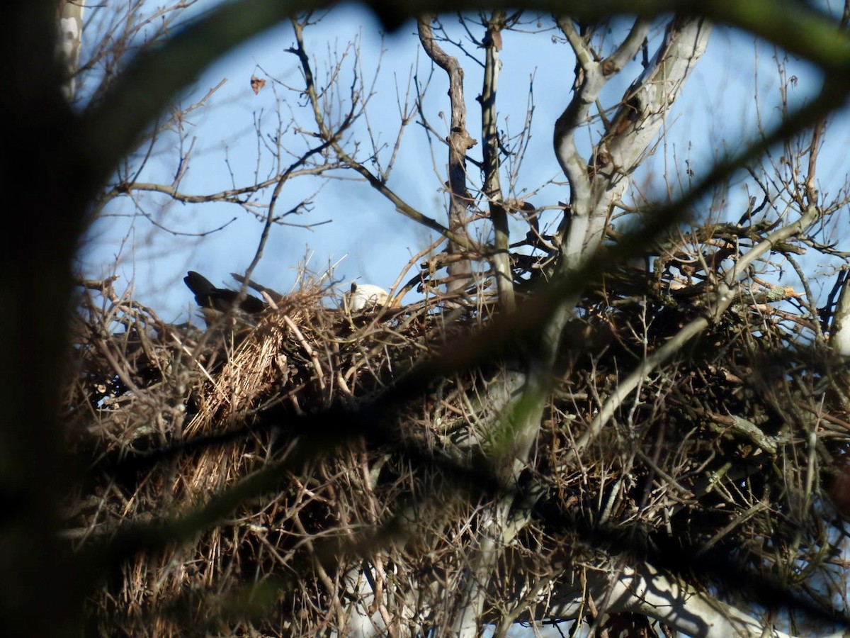 Bald Eagle - ML616126884