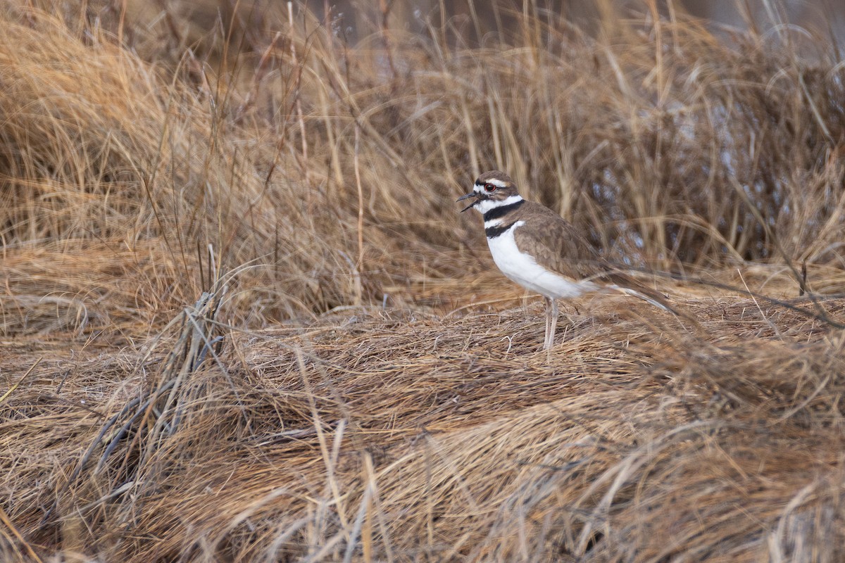 Killdeer - Harris Stein