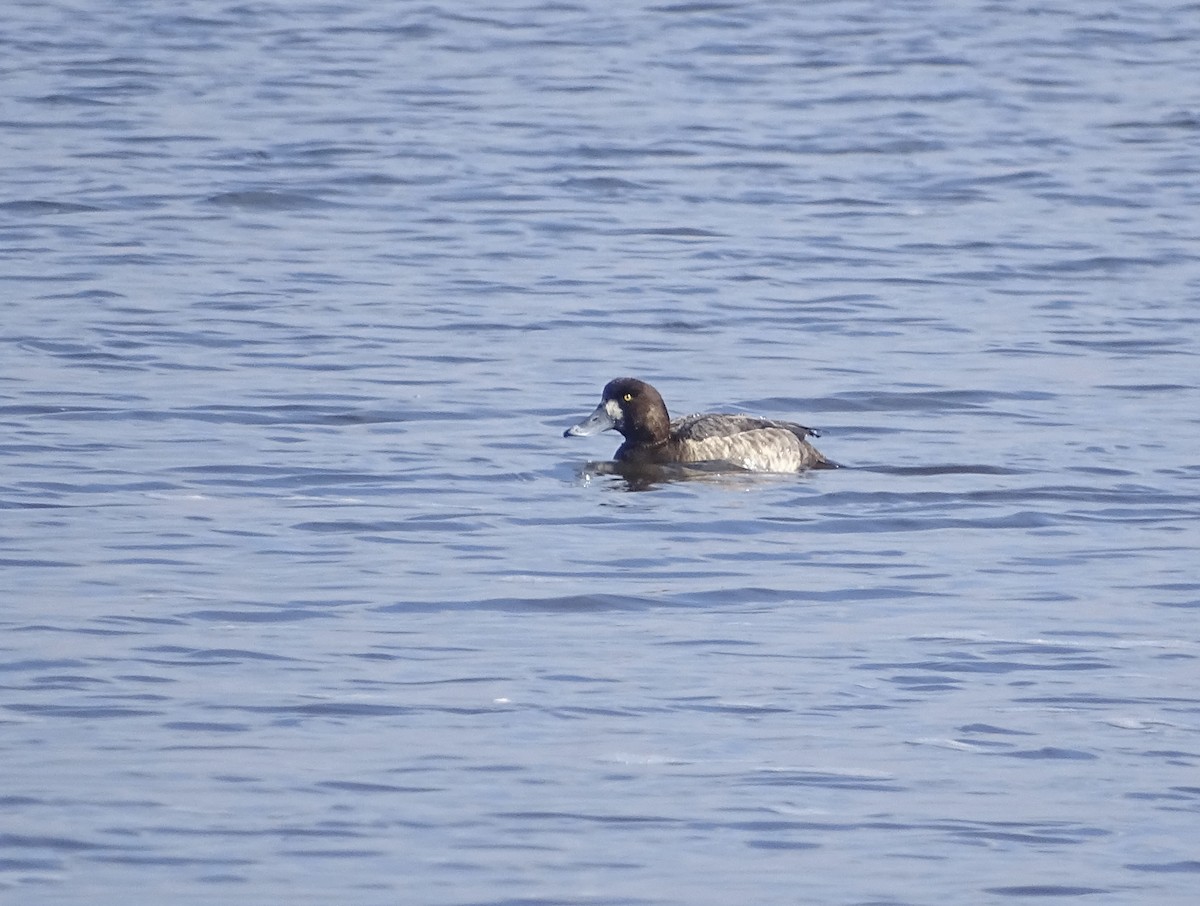Greater Scaup - ML616126930