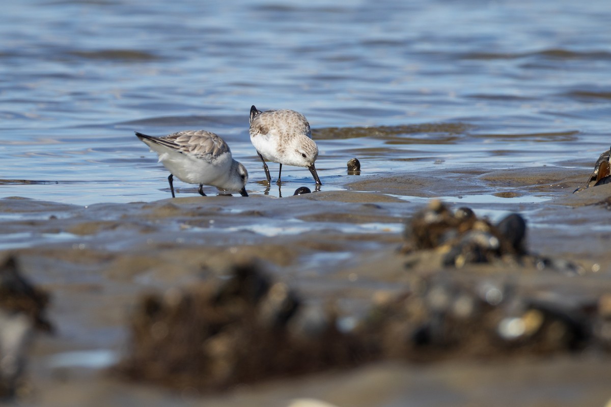 Sanderling - ML616126975