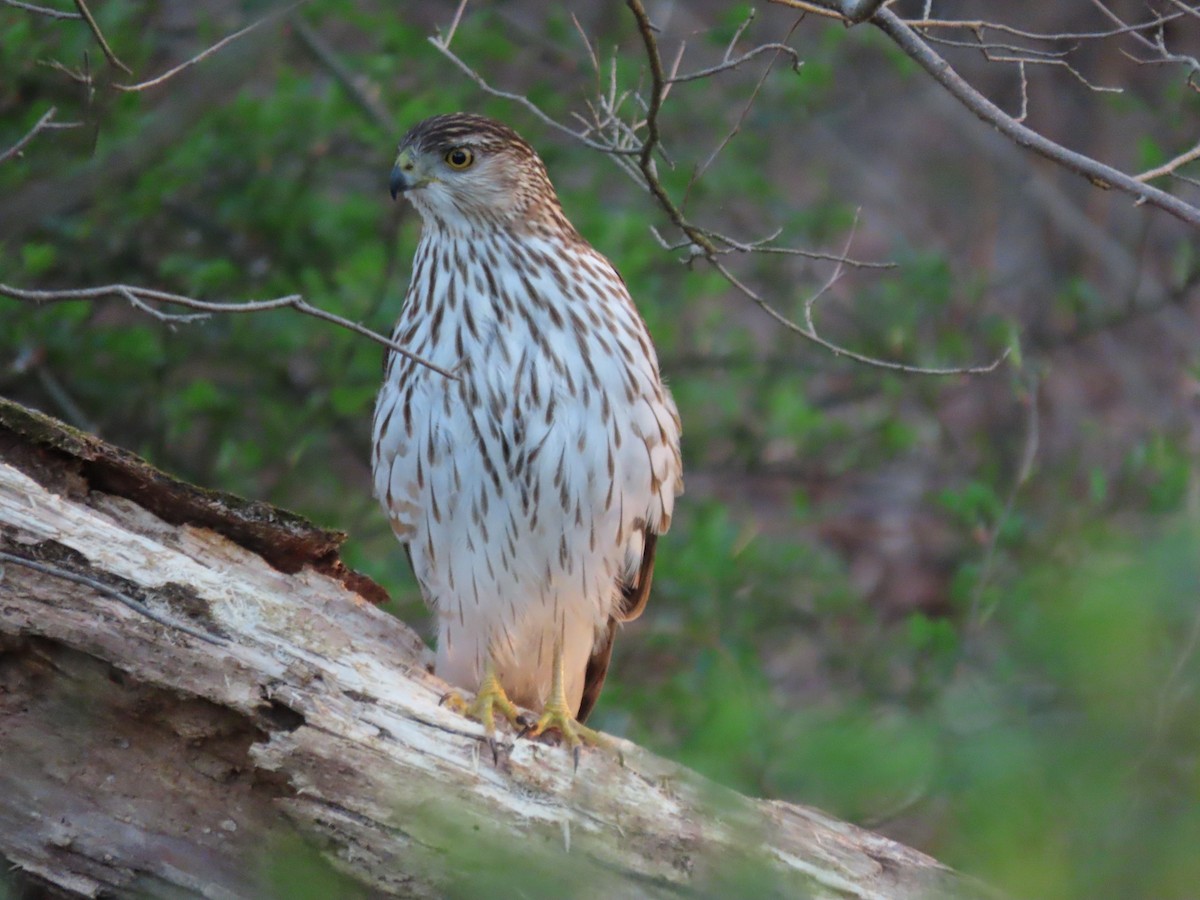 Cooper's Hawk - ML616127050