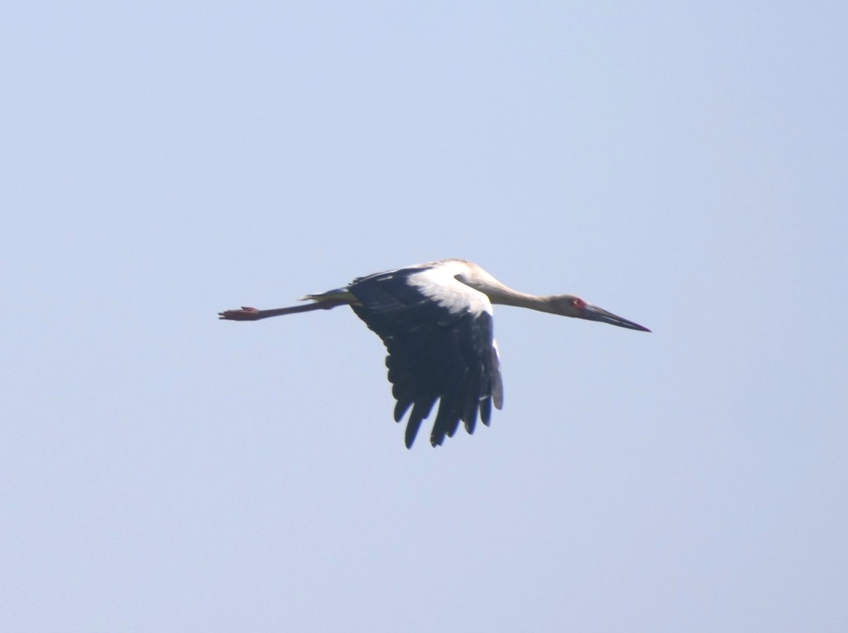 Maguari Stork - ML616127084