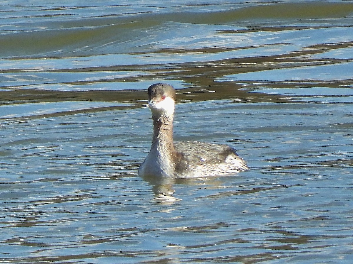 Horned Grebe - ML616127095