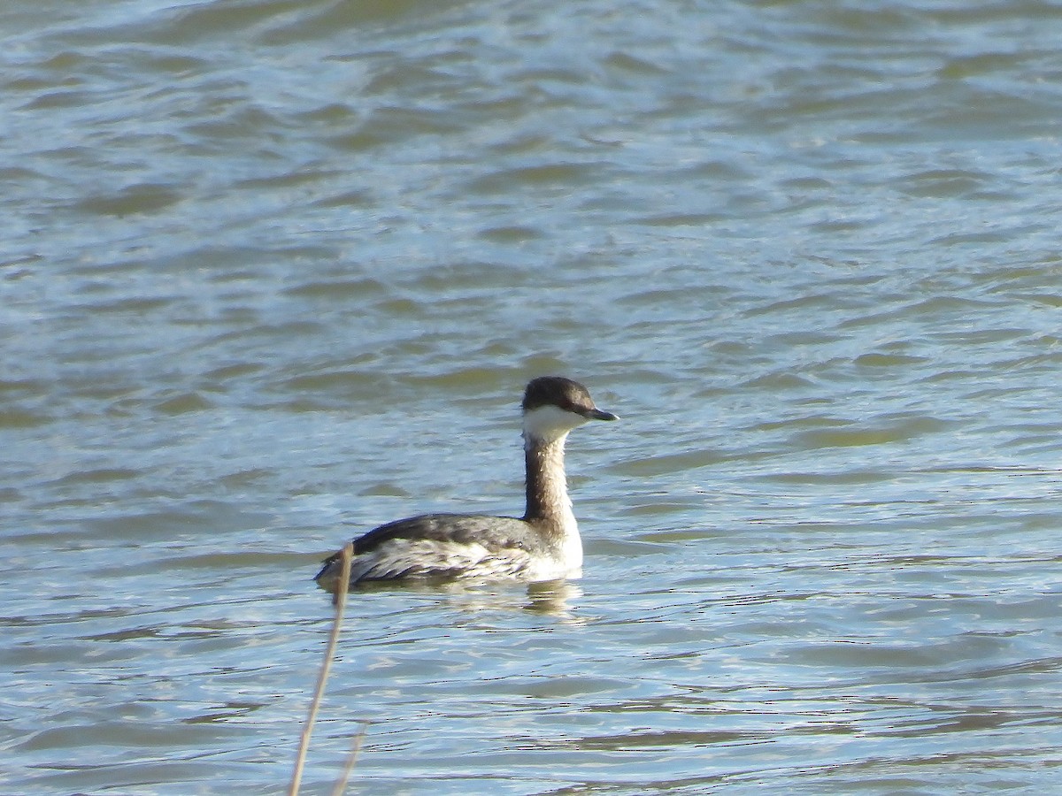 Horned Grebe - ML616127097