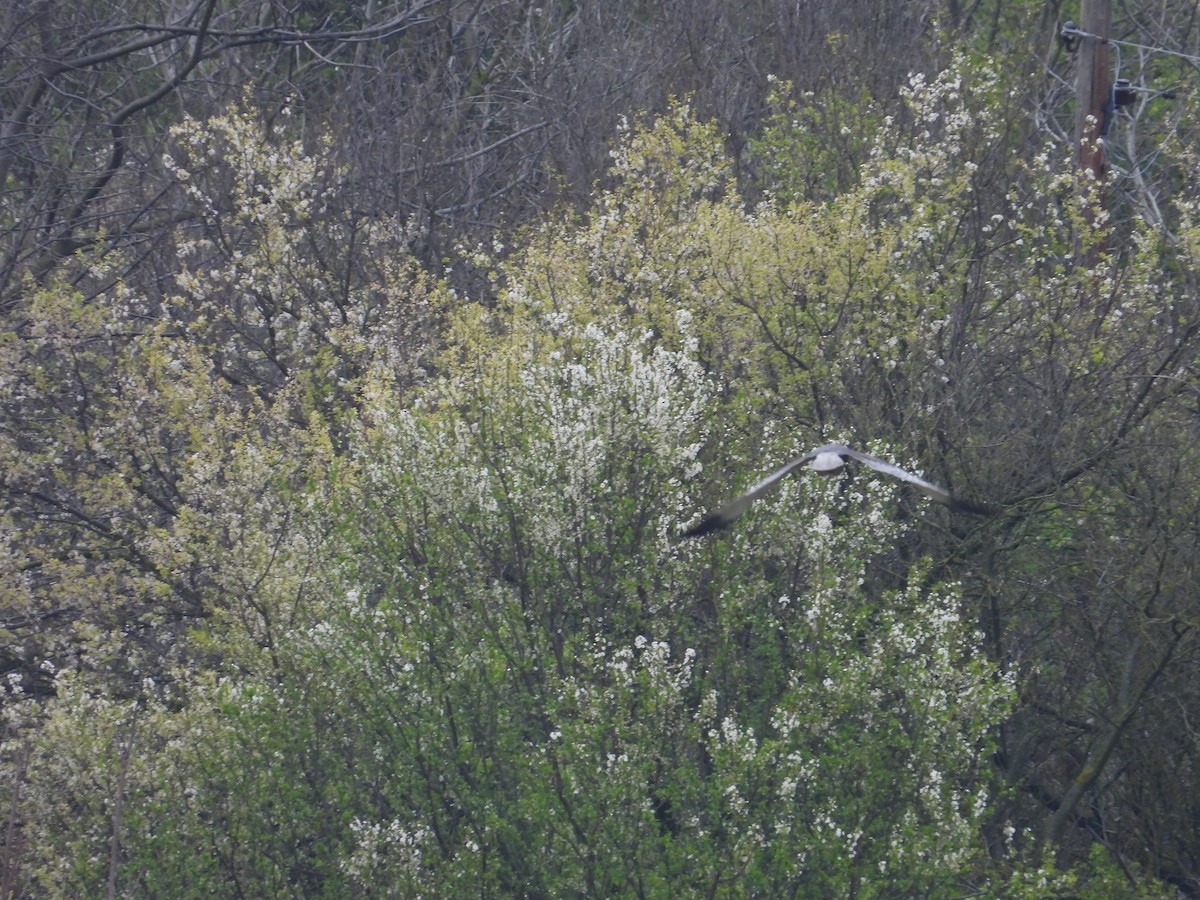 Намгийн хулд - ML616127137