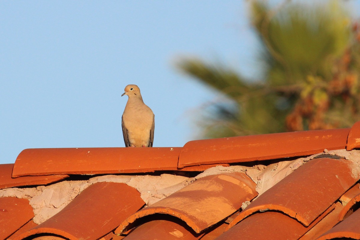 Mourning Dove - ML616127180