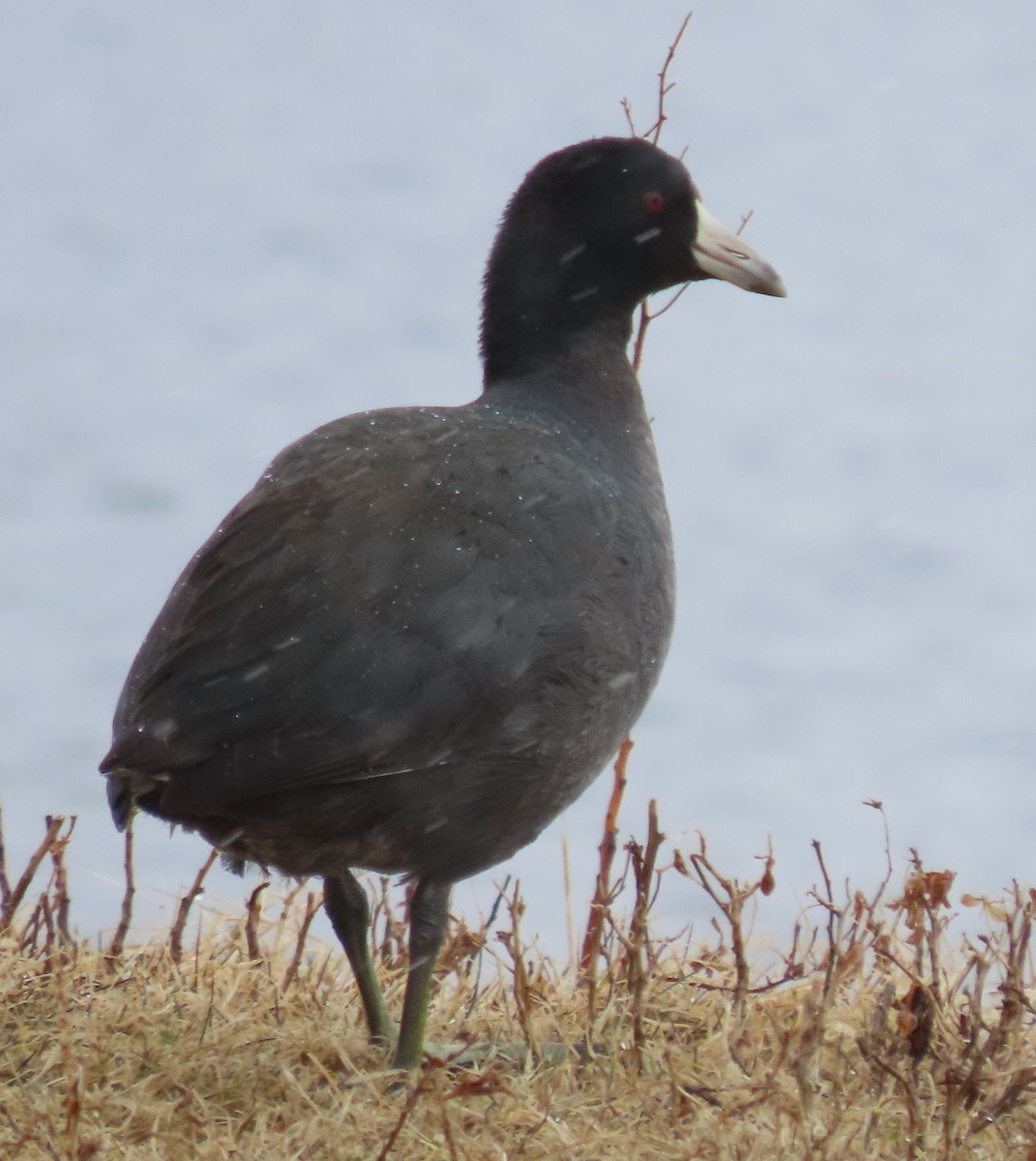 American Coot - Mary Kennedy