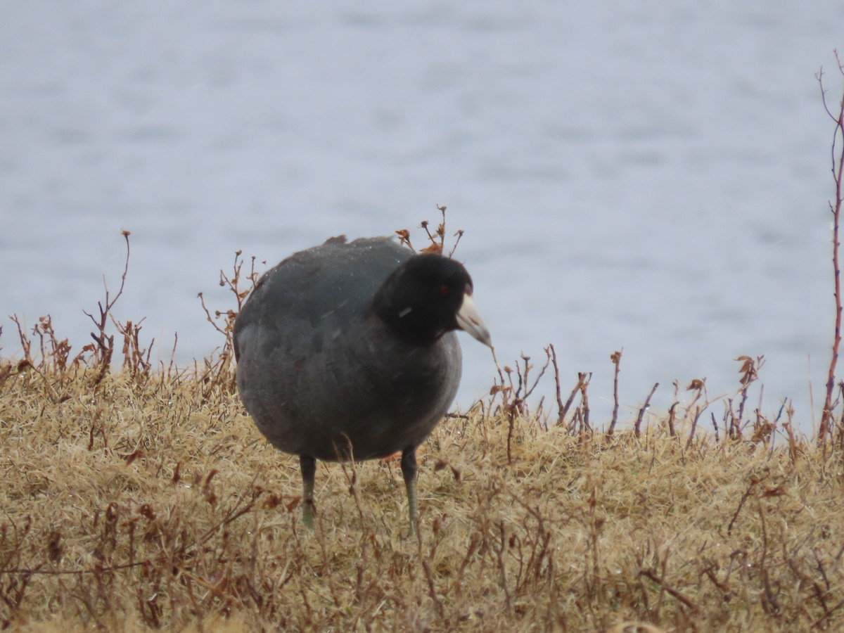 American Coot - Mary Kennedy