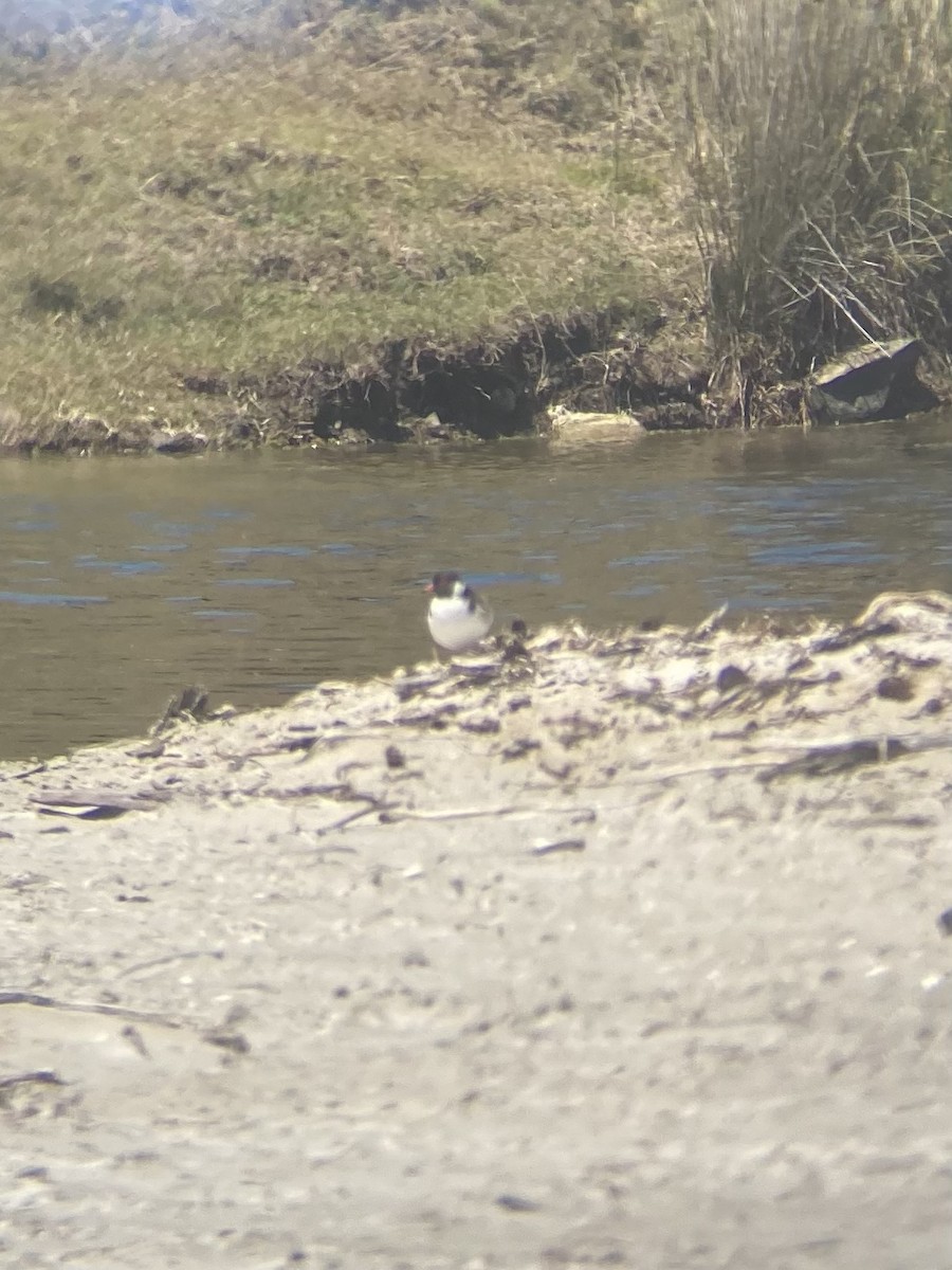 Hooded Plover - ML616127219