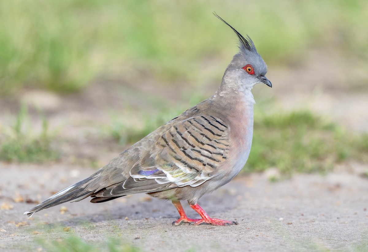 Crested Pigeon - ML616127223