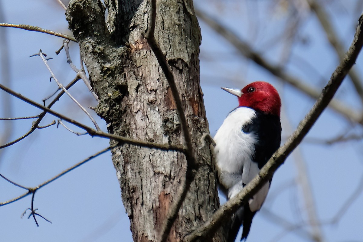 Red-headed Woodpecker - ML616127229