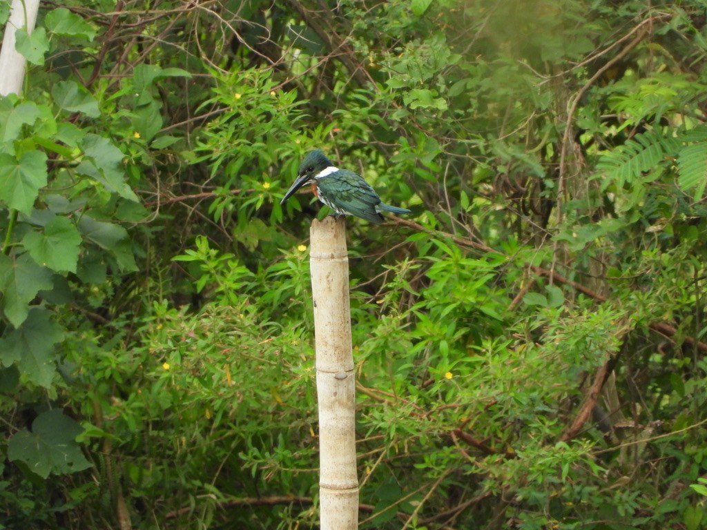 Amazon Kingfisher - Danilo Góngora