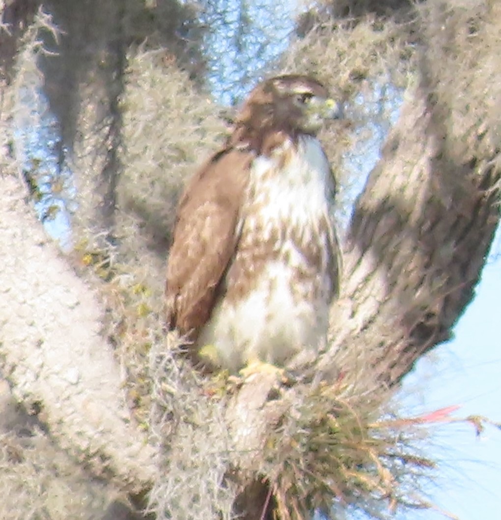 Red-tailed Hawk - ML616127247