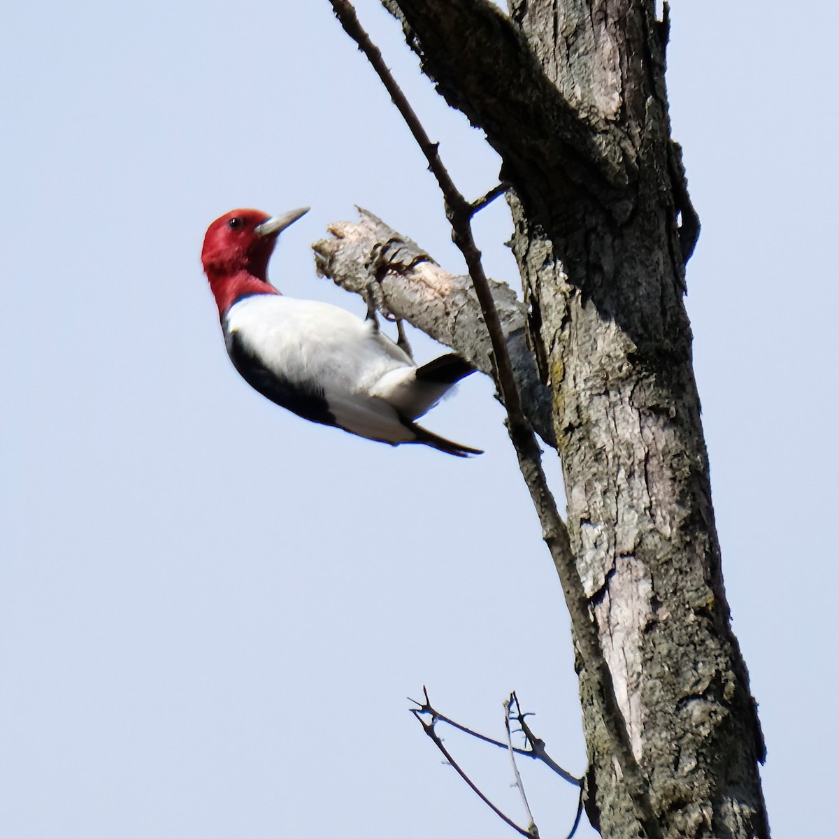 Red-headed Woodpecker - ML616127272