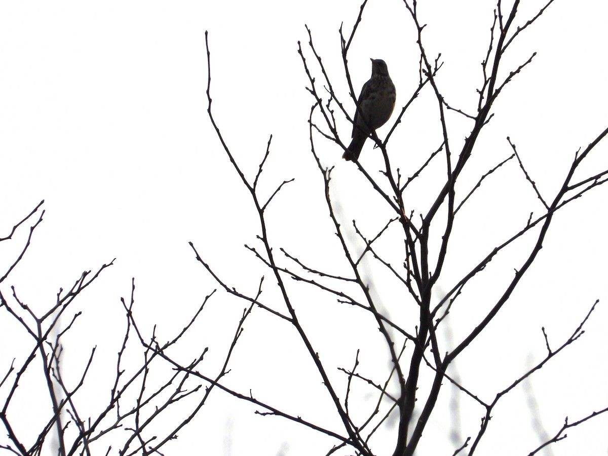 Fieldfare - ML616127289