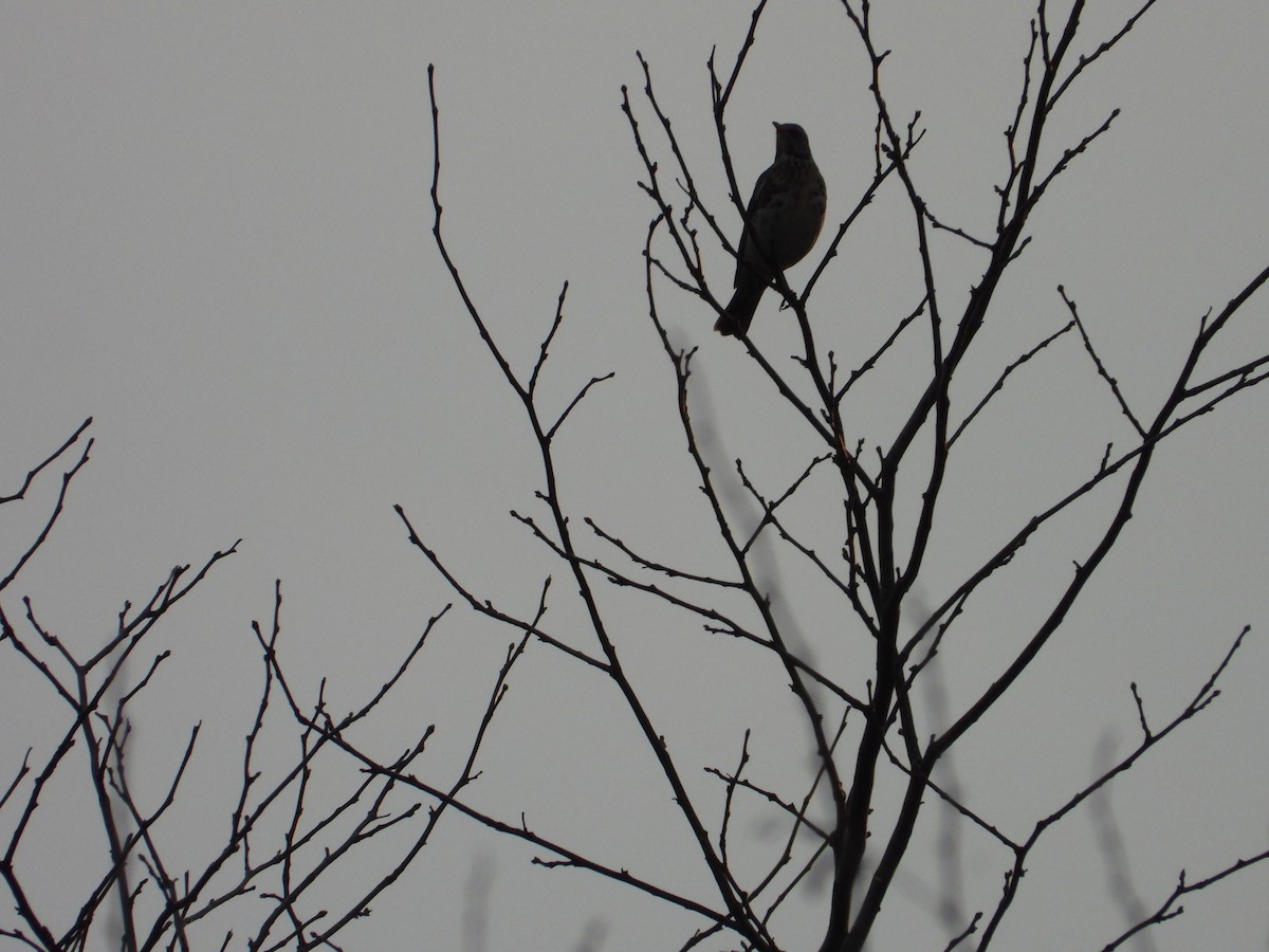 Fieldfare - ML616127292