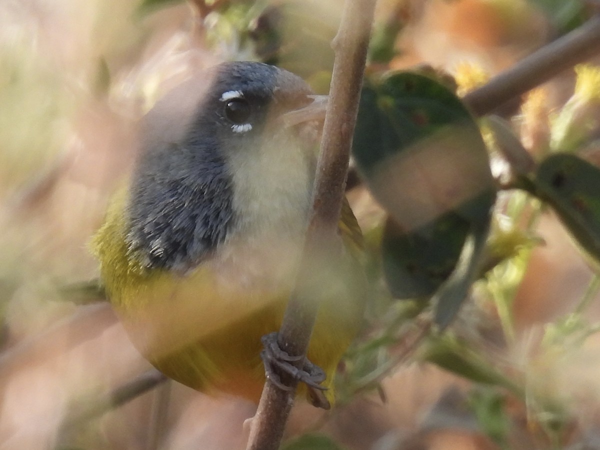 MacGillivray's Warbler - Steven Self