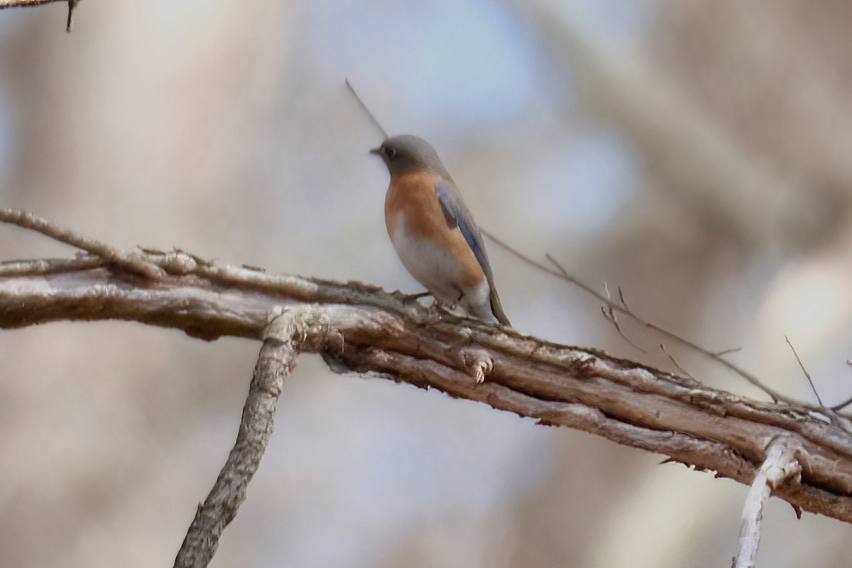 Eastern Bluebird - ML616127329