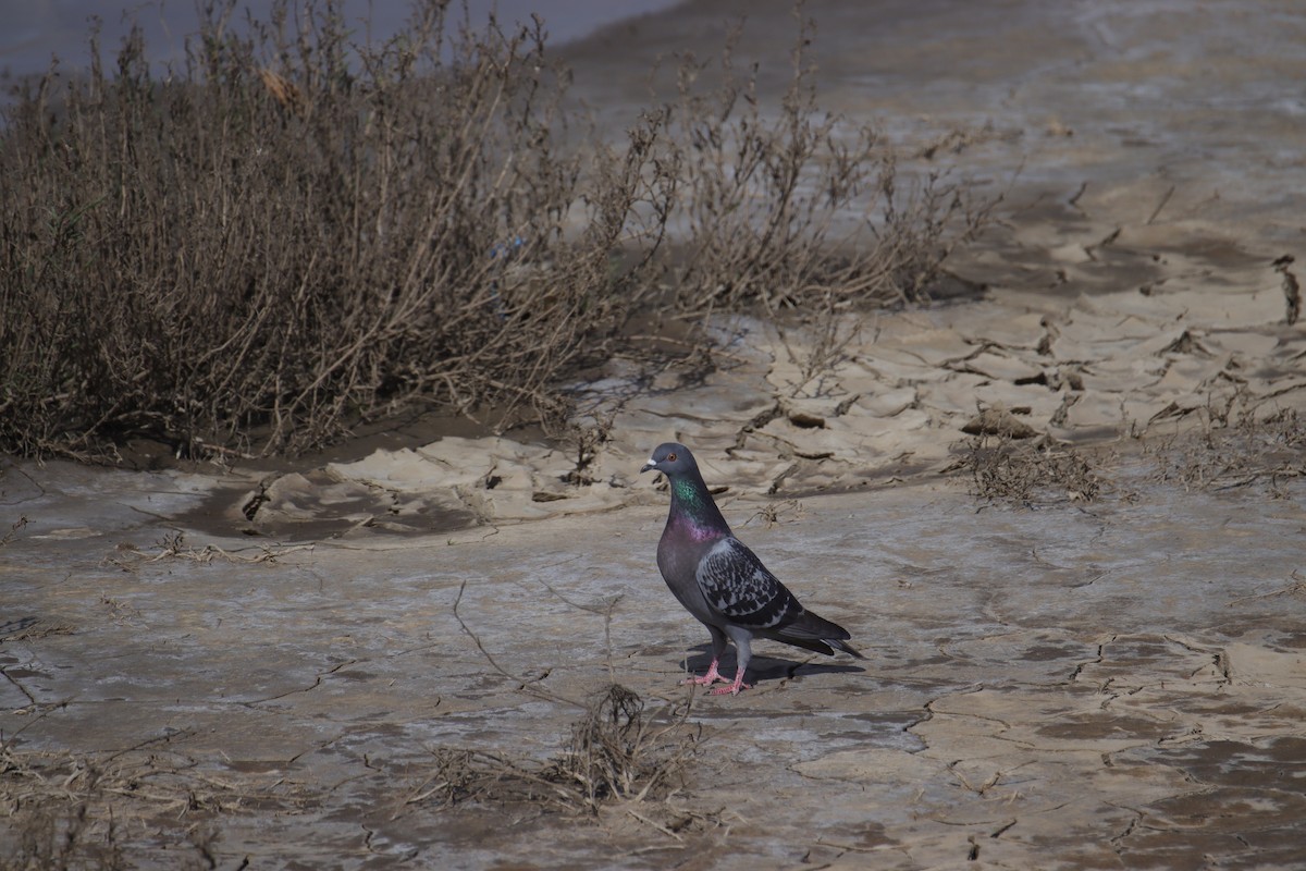 Rock Pigeon (Feral Pigeon) - ML616127339