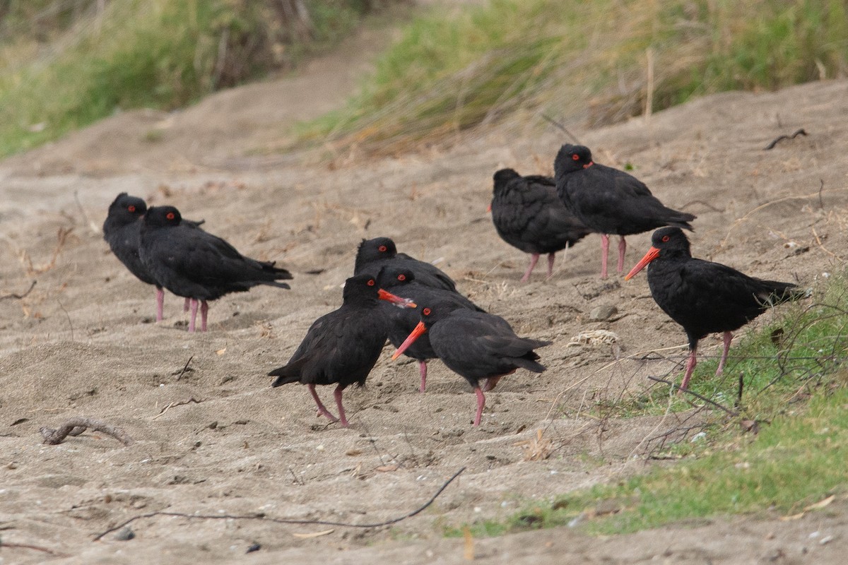 Neuseeland-Austernfischer - ML616127379