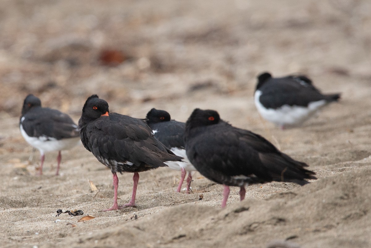 Variable Oystercatcher - ML616127381