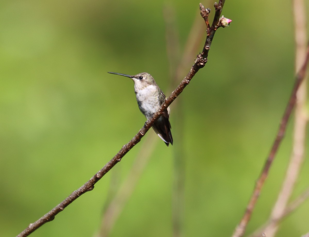 Black-chinned Hummingbird - ML616127395