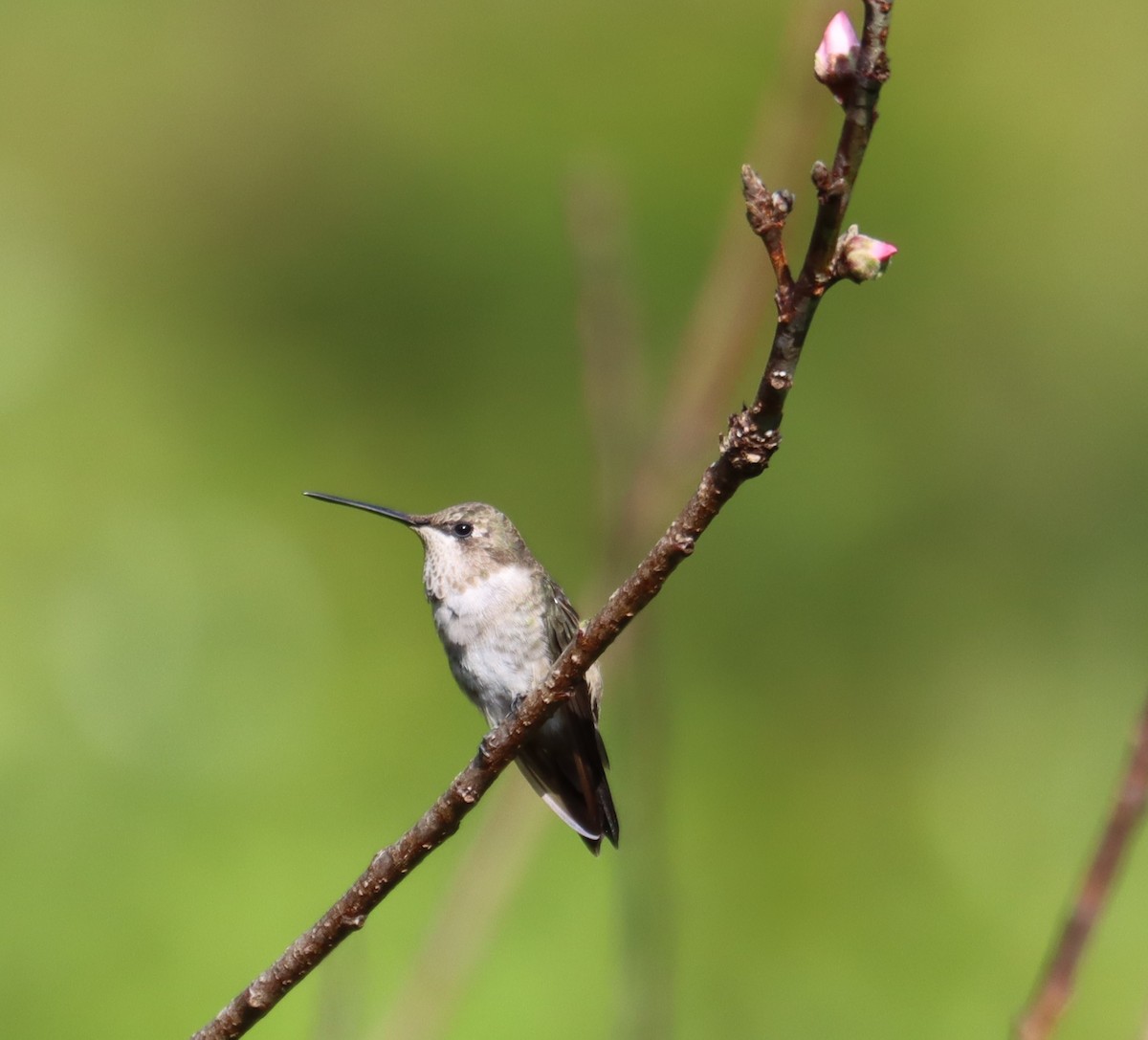 Black-chinned Hummingbird - ML616127398