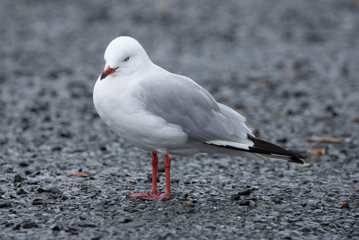 Gaviota Plateada - ML616127406