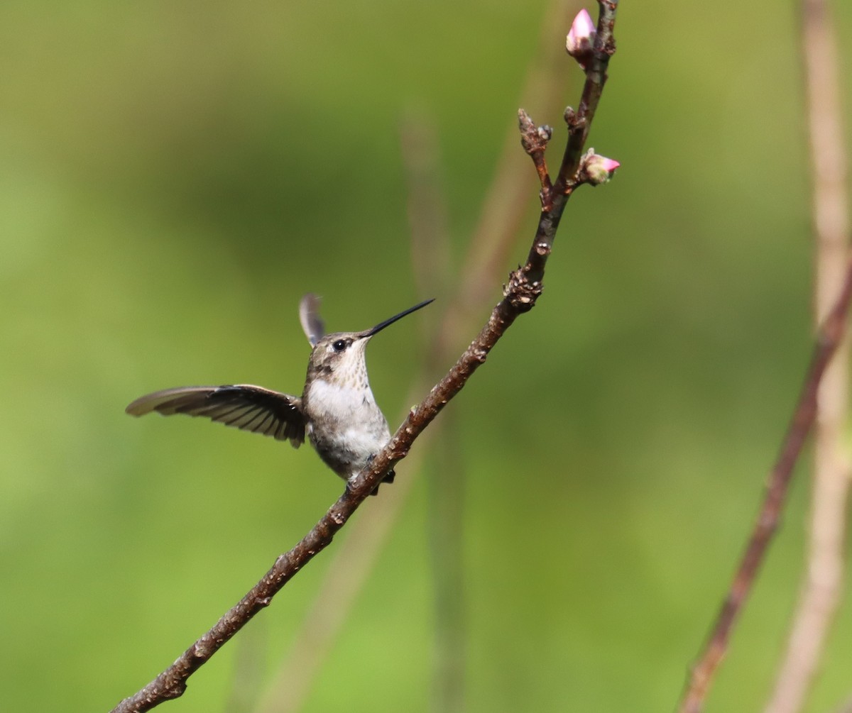 Black-chinned Hummingbird - ML616127411