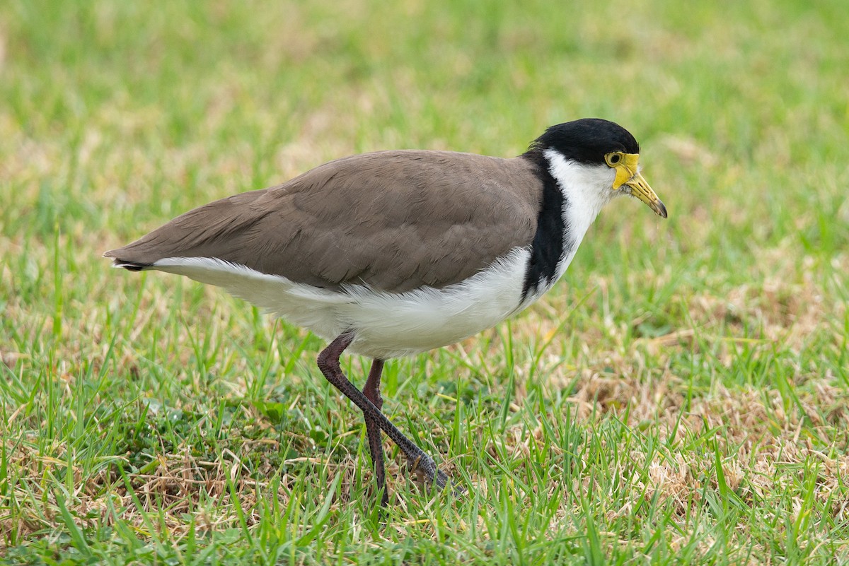 Masked Lapwing - ML616127416