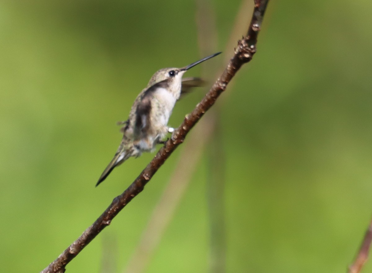 Black-chinned Hummingbird - ML616127418