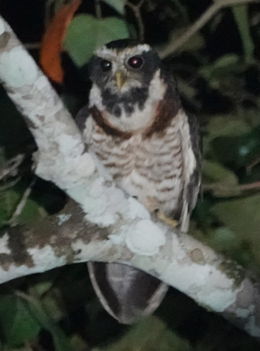 Band-bellied Owl - ML616127447