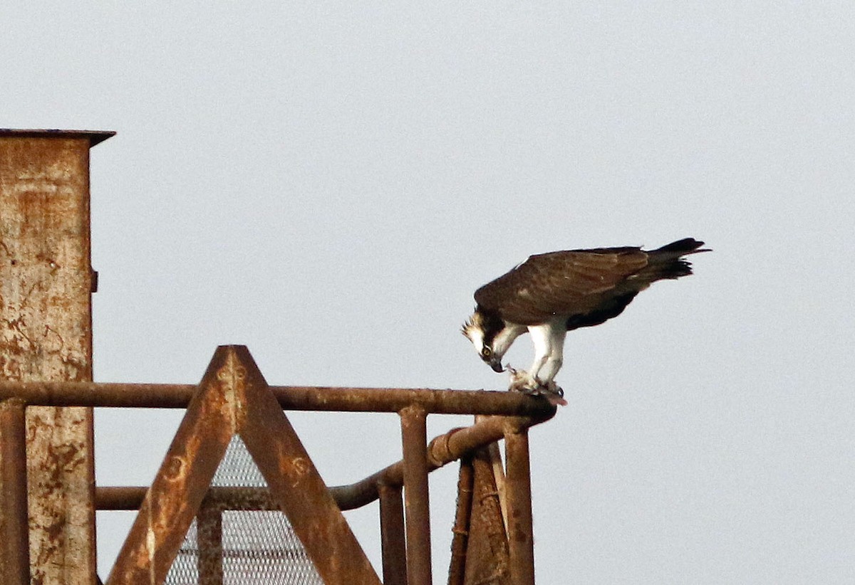 Águila Pescadora (haliaetus) - ML616127478