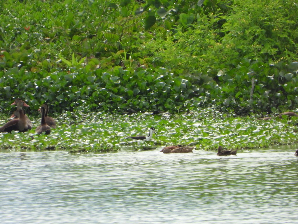 Black-necked Stilt - ML616127516