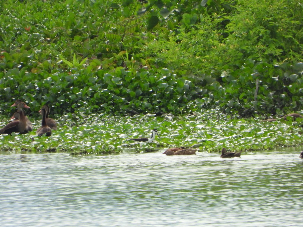 Black-necked Stilt - ML616127516