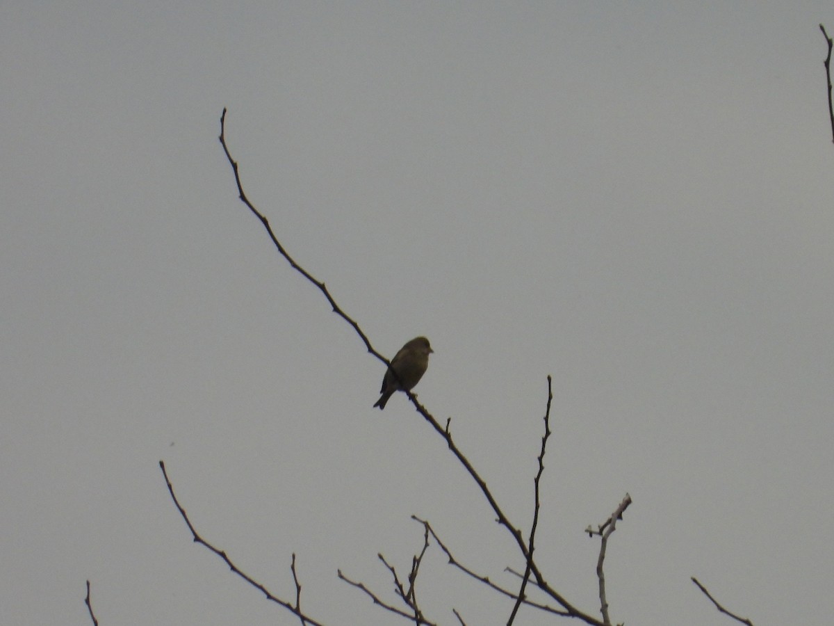 European Greenfinch - ML616127530