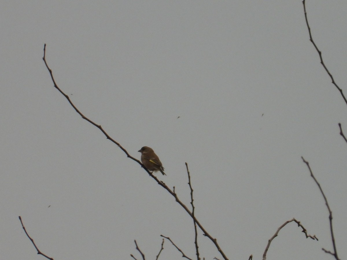 European Greenfinch - ML616127532