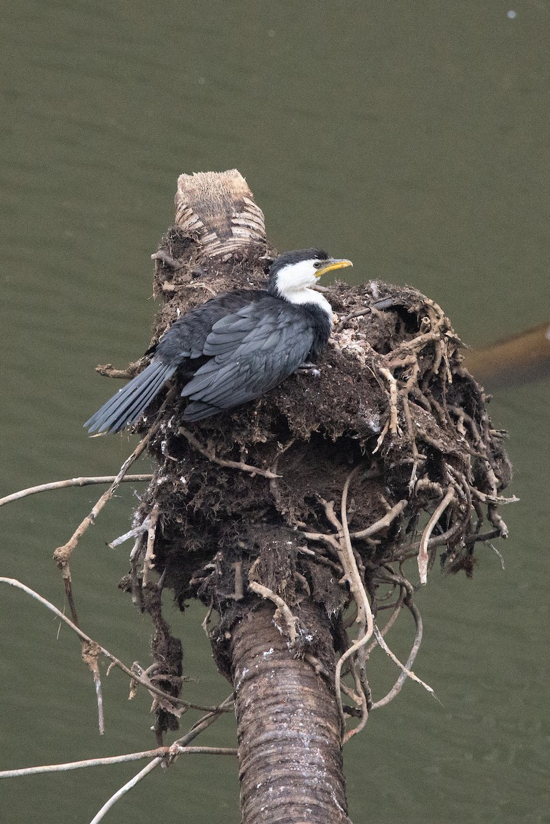 Little Pied Cormorant - ML616127561