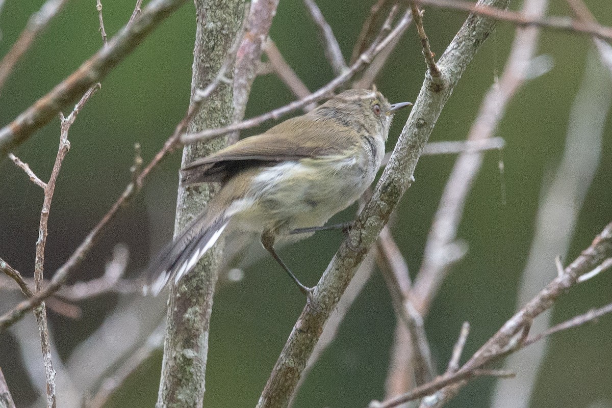 Gray Gerygone - ML616127564