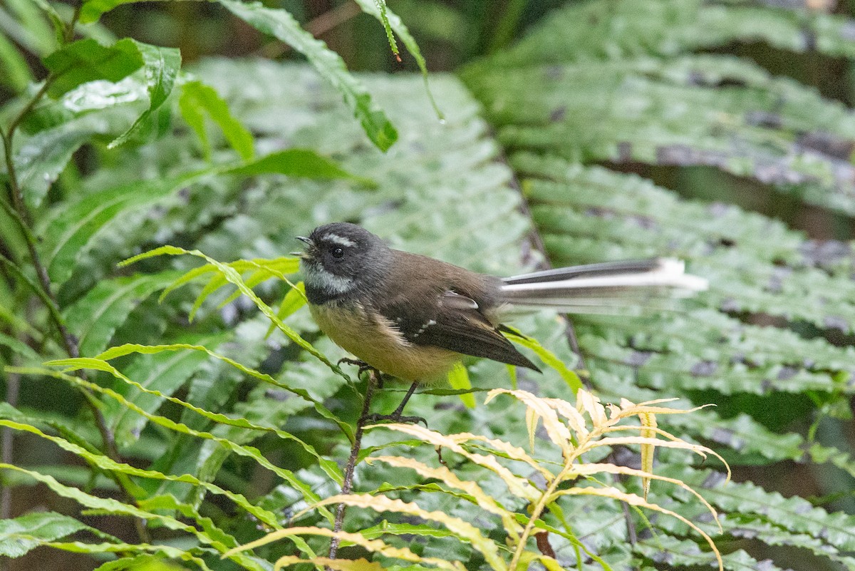 New Zealand Fantail - ML616127566