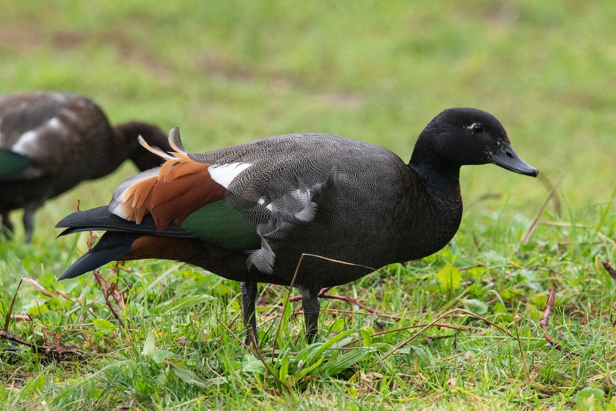 Paradise Shelduck - ML616127602