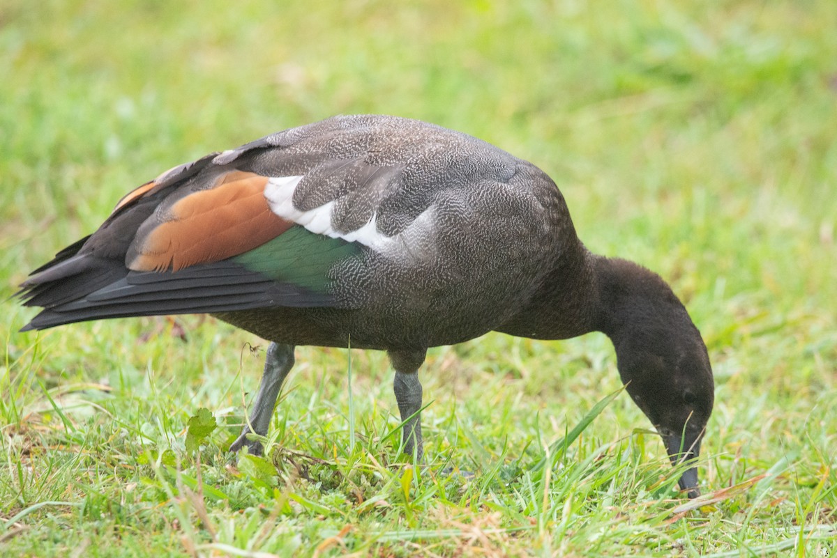 Paradise Shelduck - ML616127603